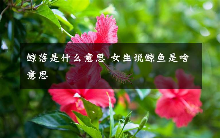 鲸落是什么意思 女生说鲸鱼是啥意思