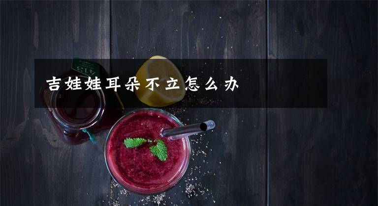 吉娃娃耳朵不立怎么办