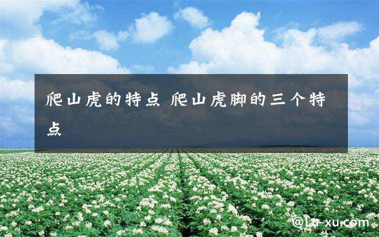 爬山虎的特点 爬山虎脚的三个特点