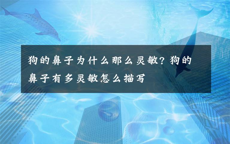 狗的鼻子为什么那么灵敏? 狗的鼻子有多灵敏怎么描写