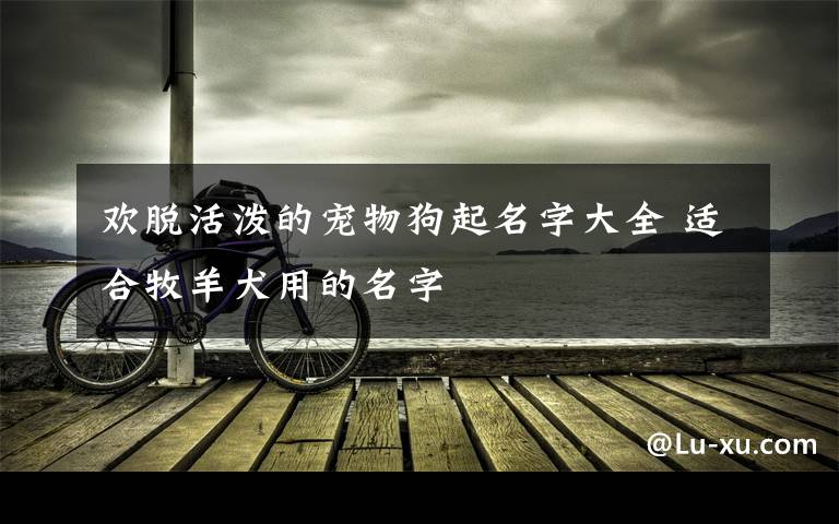 欢脱活泼的宠物狗起名字大全 适合牧羊犬用的名字