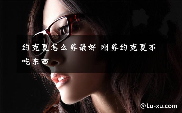 约克夏怎么养最好 刚养约克夏不吃东西