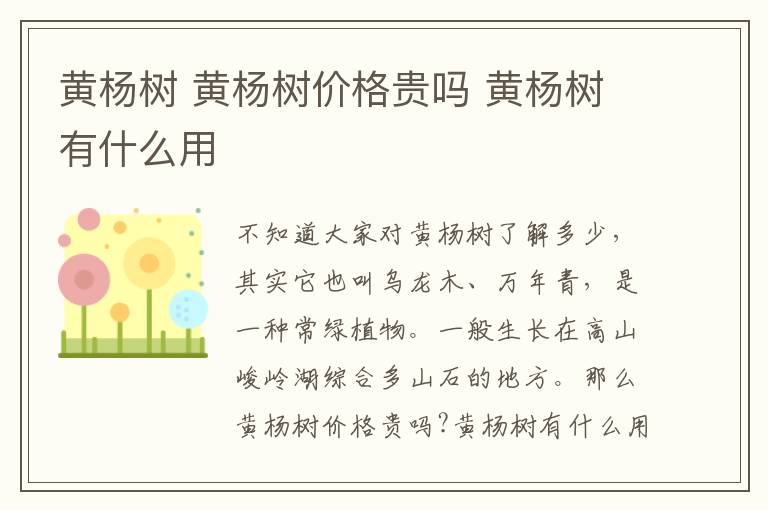 黄杨树 黄杨树价格贵吗 黄杨树有什么用