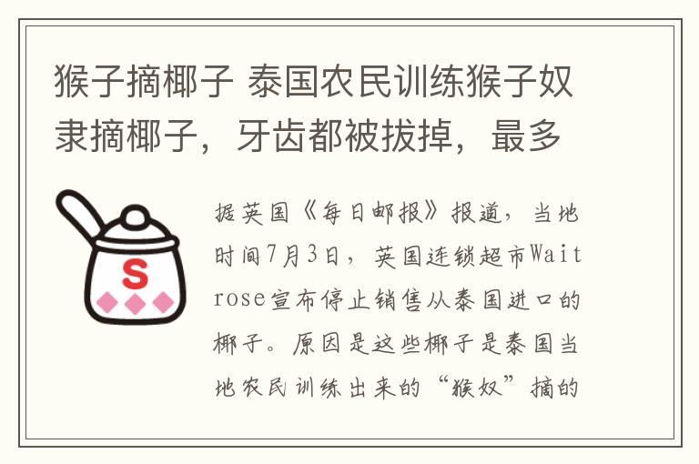猴子摘椰子 泰国农民训练猴子奴隶摘椰子，牙齿都被拔掉，最多每天可摘1600个