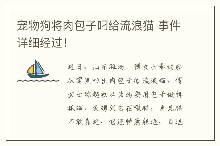 宠物狗将肉包子叼给流浪猫 事件详细经过！