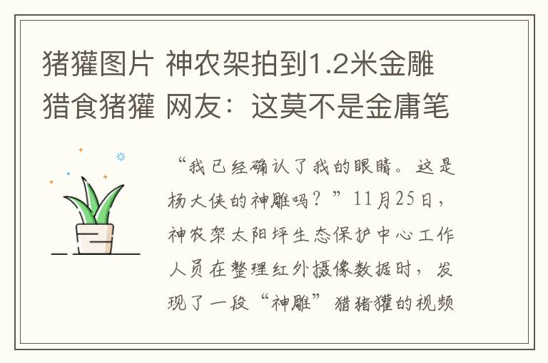 猪獾图片 神农架拍到1.2米金雕猎食猪獾 网友：这莫不是金庸笔下的神雕？
