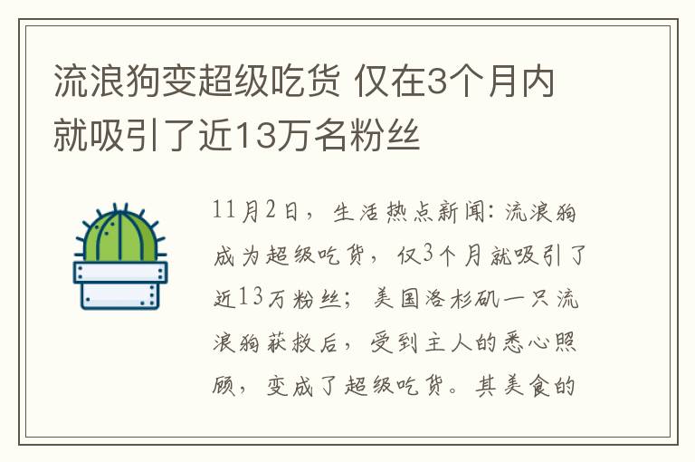 流浪狗变超级吃货 仅在3个月内就吸引了近13万名粉丝