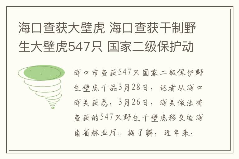 海口查获大壁虎 海口查获干制野生大壁虎547只 国家二级保护动物