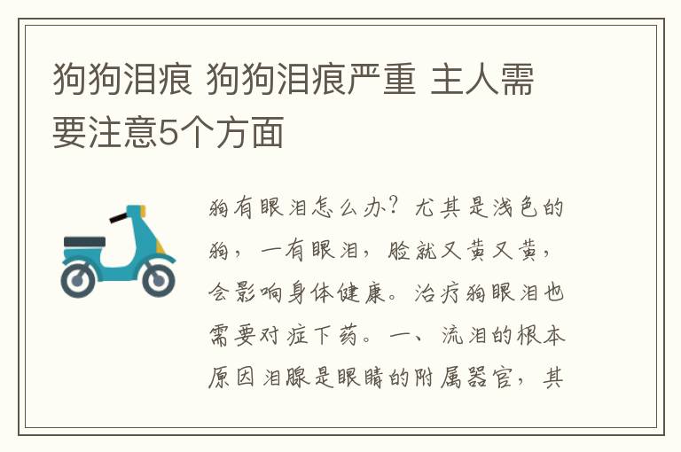 狗狗泪痕 狗狗泪痕严重 主人需要注意5个方面