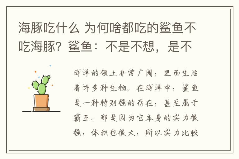 海豚吃什么 为何啥都吃的鲨鱼不吃海豚？鲨鱼：不是不想，是不敢！