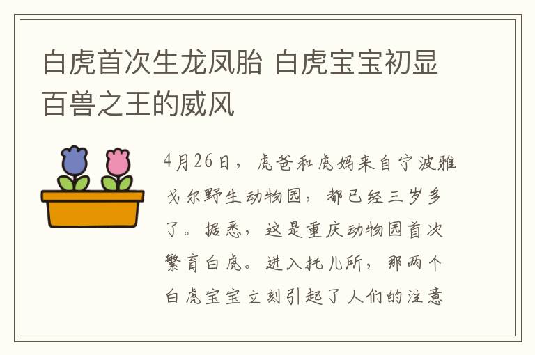白虎首次生龙凤胎 白虎宝宝初显百兽之王的威风