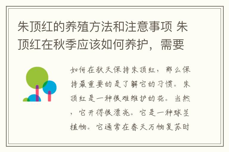 朱顶红的养殖方法和注意事项 朱顶红在秋季应该如何养护，需要注意什么？