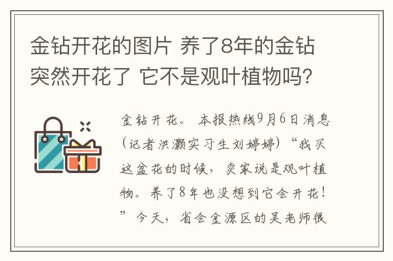 金钻开花的图片 养了8年的金钻突然开花了 它不是观叶植物吗？