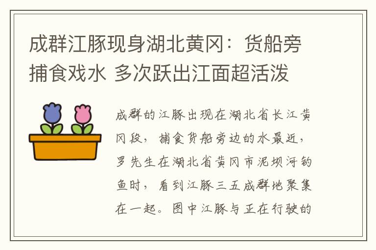 成群江豚现身湖北黄冈：货船旁捕食戏水 多次跃出江面超活泼