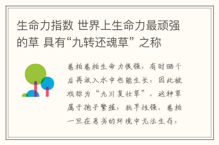 生命力指数 世界上生命力最顽强的草 具有“九转还魂草” 之称的卷柏