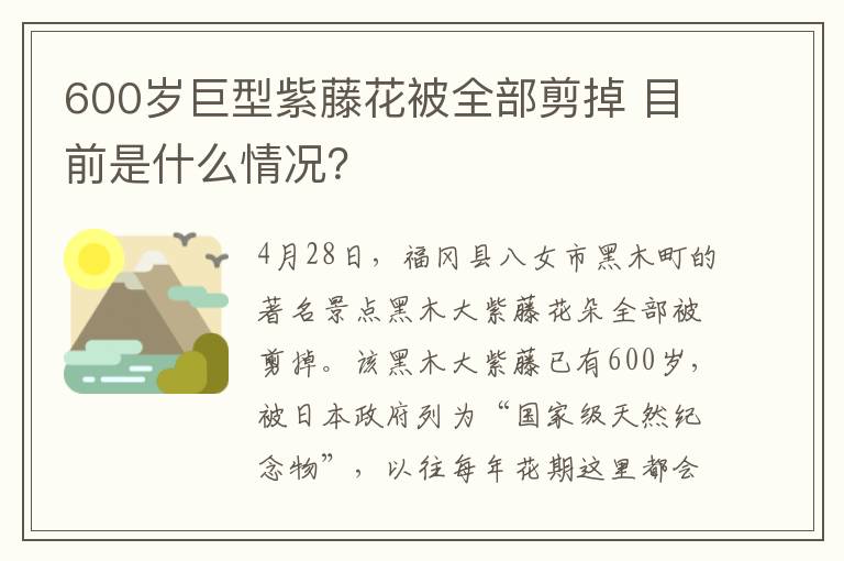 600岁巨型紫藤花被全部剪掉 目前是什么情况？