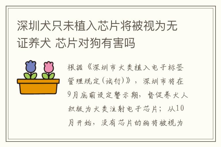深圳犬只未植入芯片将被视为无证养犬 芯片对狗有害吗