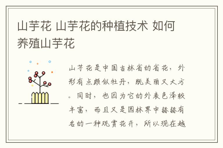 山芋花 山芋花的种植技术 如何养殖山芋花