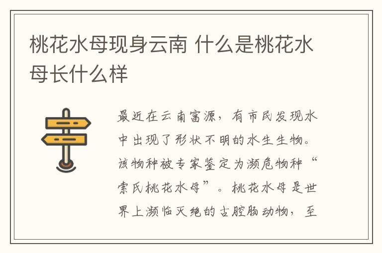 桃花水母现身云南 什么是桃花水母长什么样