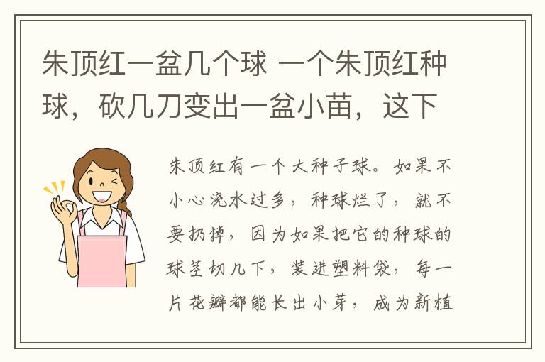 朱顶红一盆几个球 一个朱顶红种球，砍几刀变出一盆小苗，这下不用买了！