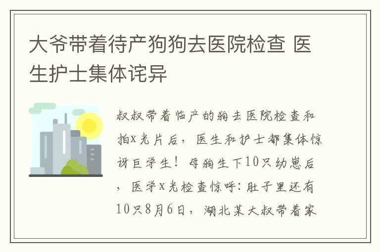 大爷带着待产狗狗去医院检查 医生护士集体诧异
