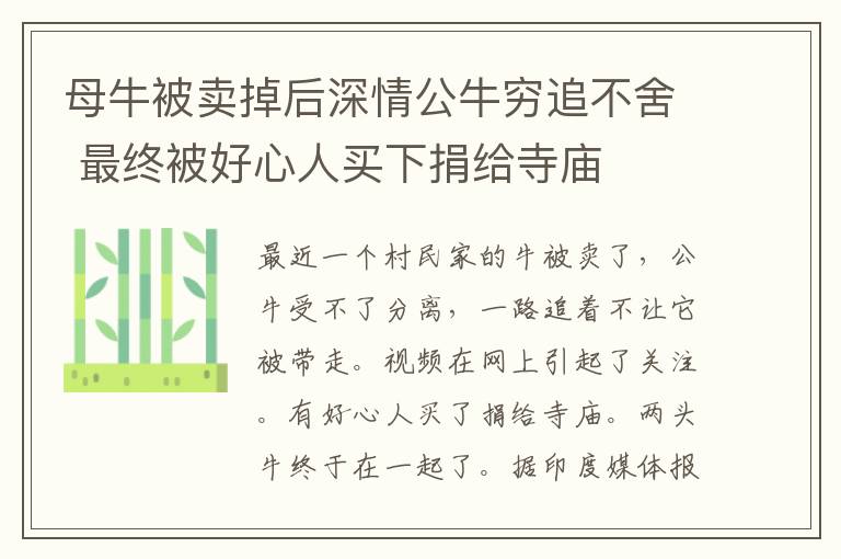 母牛被卖掉后深情公牛穷追不舍 最终被好心人买下捐给寺庙