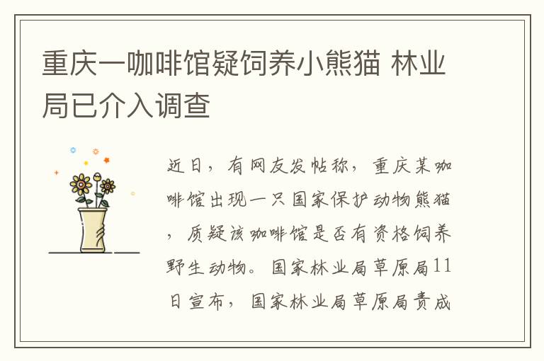 重庆一咖啡馆疑饲养小熊猫 林业局已介入调查