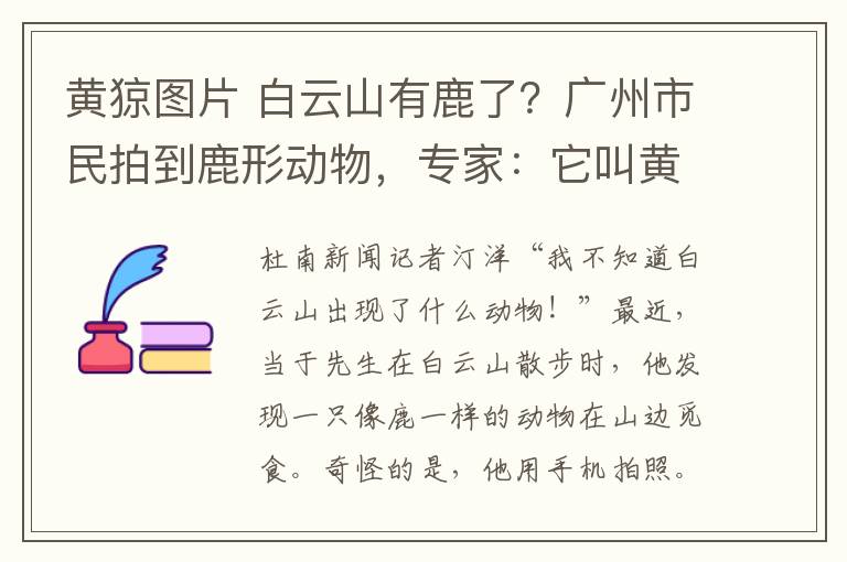 黄猄图片 白云山有鹿了？广州市民拍到鹿形动物，专家：它叫黄猄