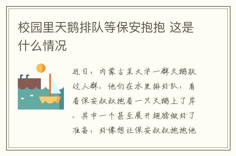 校园里天鹅排队等保安抱抱 这是什么情况