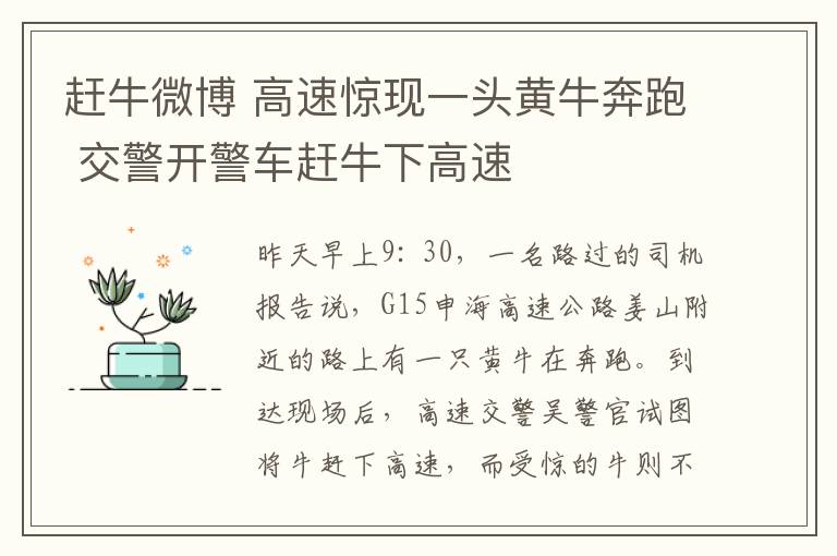 赶牛微博 高速惊现一头黄牛奔跑 交警开警车赶牛下高速