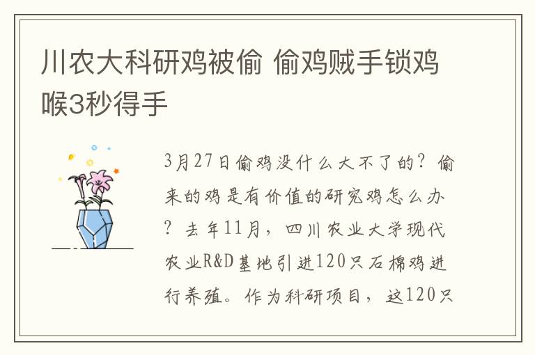 川农大科研鸡被偷 偷鸡贼手锁鸡喉3秒得手
