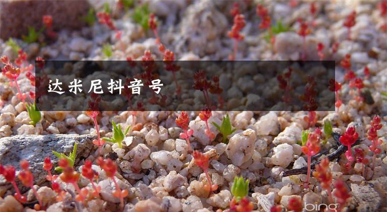 达米尼抖音号