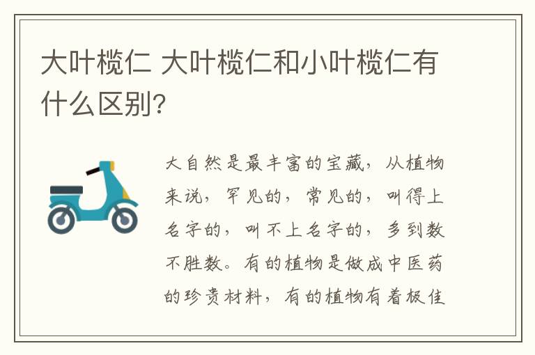 大叶榄仁 大叶榄仁和小叶榄仁有什么区别?