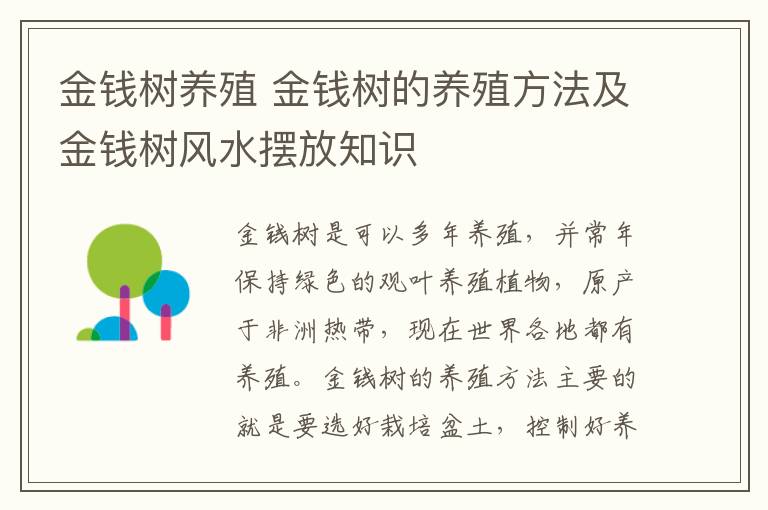 金钱树养殖 金钱树的养殖方法及金钱树风水摆放知识