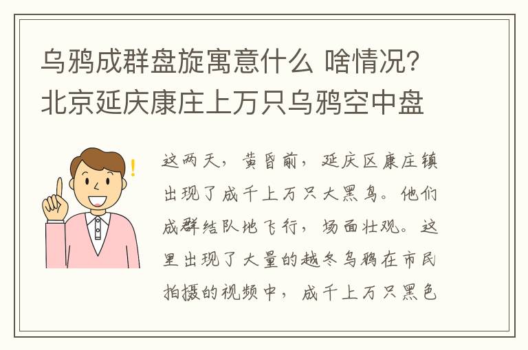 乌鸦成群盘旋寓意什么 啥情况？北京延庆康庄上万只乌鸦空中盘旋