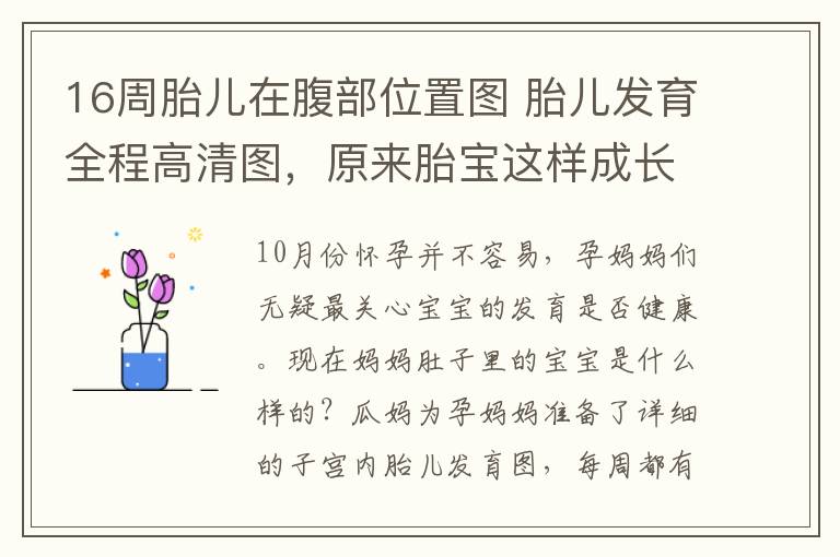 16周胎儿在腹部位置图 胎儿发育全程高清图，原来胎宝这样成长的