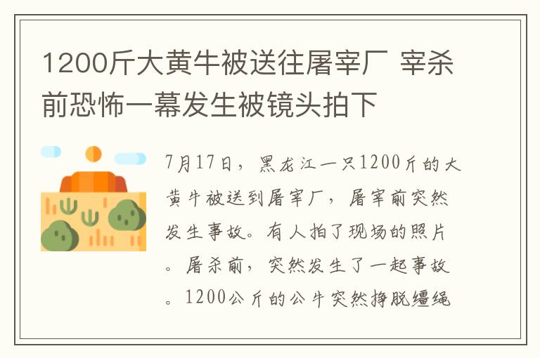 1200斤大黄牛被送往屠宰厂 宰杀前恐怖一幕发生被镜头拍下