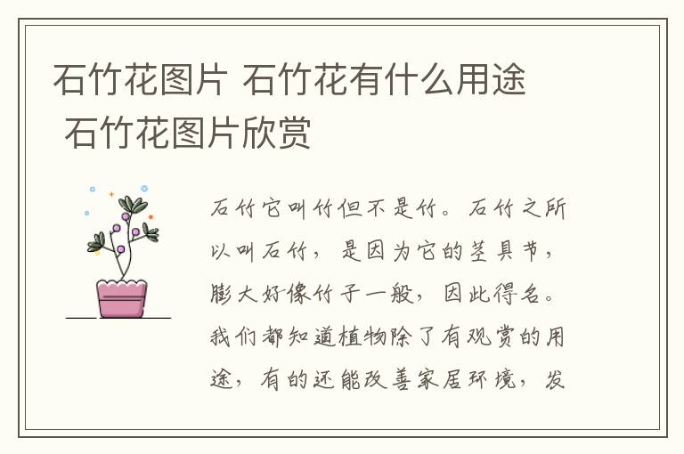 石竹花图片 石竹花有什么用途  石竹花图片欣赏