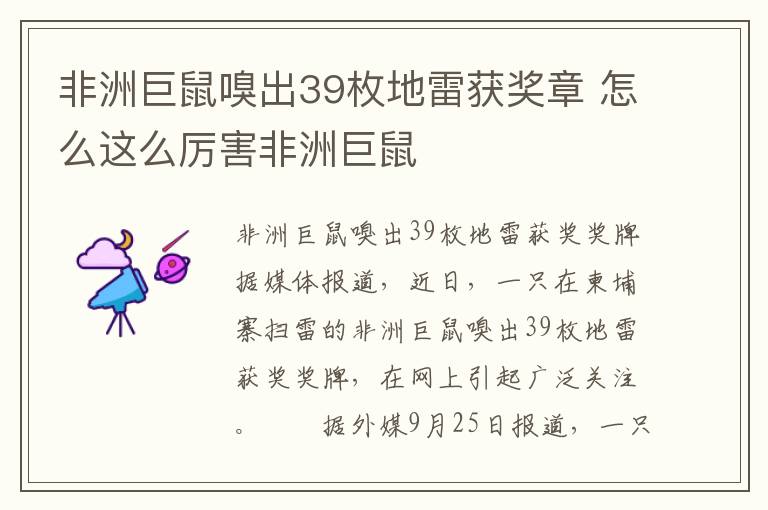 非洲巨鼠嗅出39枚地雷获奖章 怎么这么厉害非洲巨鼠