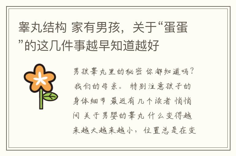 睾丸结构 家有男孩，关于“蛋蛋”的这几件事越早知道越好