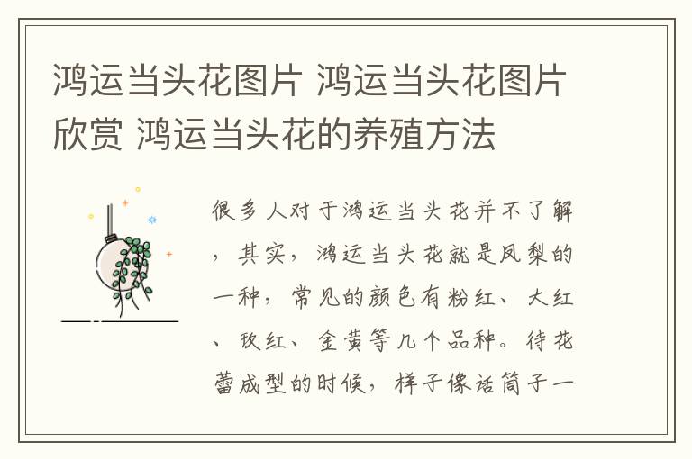 鸿运当头花图片 鸿运当头花图片欣赏 鸿运当头花的养殖方法