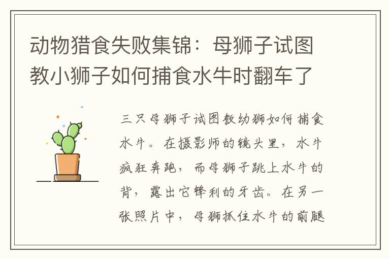 动物猎食失败集锦：母狮子试图教小狮子如何捕食水牛时翻车了