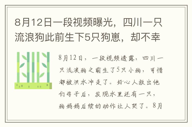 8月12日一段视频曝光，四川一只流浪狗此前生下5只狗崽，却不幸全被洪水冲走，好心人将它们母子救