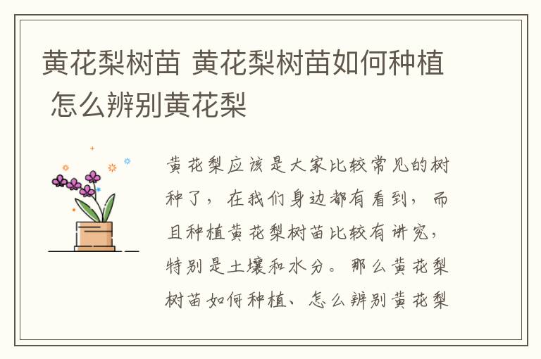 黄花梨树苗 黄花梨树苗如何种植 怎么辨别黄花梨