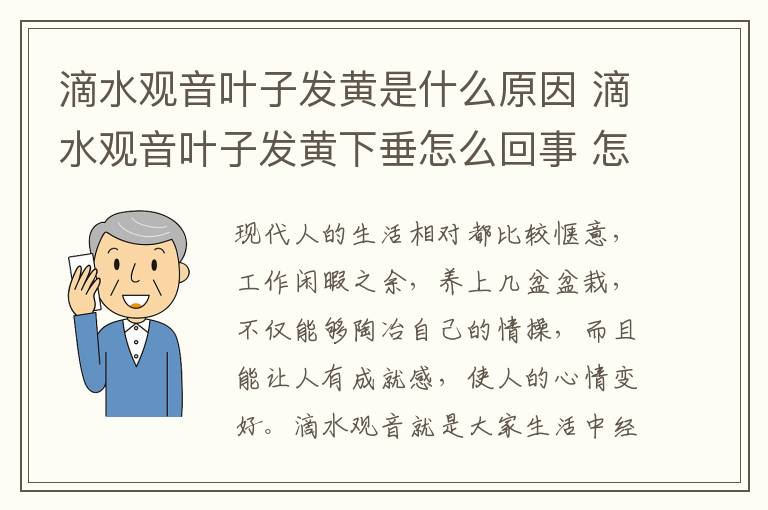 滴水观音叶子发黄是什么原因 滴水观音叶子发黄下垂怎么回事 怎么处理