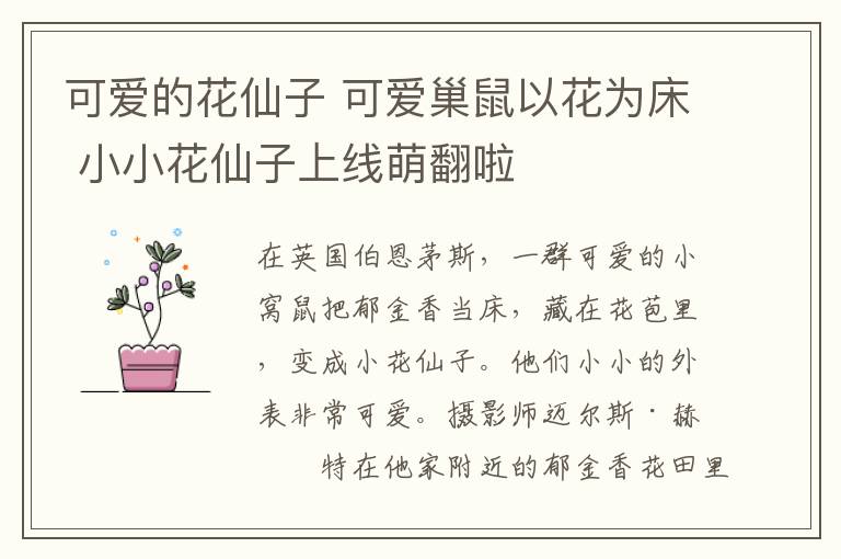 可爱的花仙子 可爱巢鼠以花为床 小小花仙子上线萌翻啦