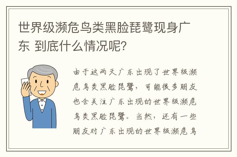 世界级濒危鸟类黑脸琵鹭现身广东 到底什么情况呢？