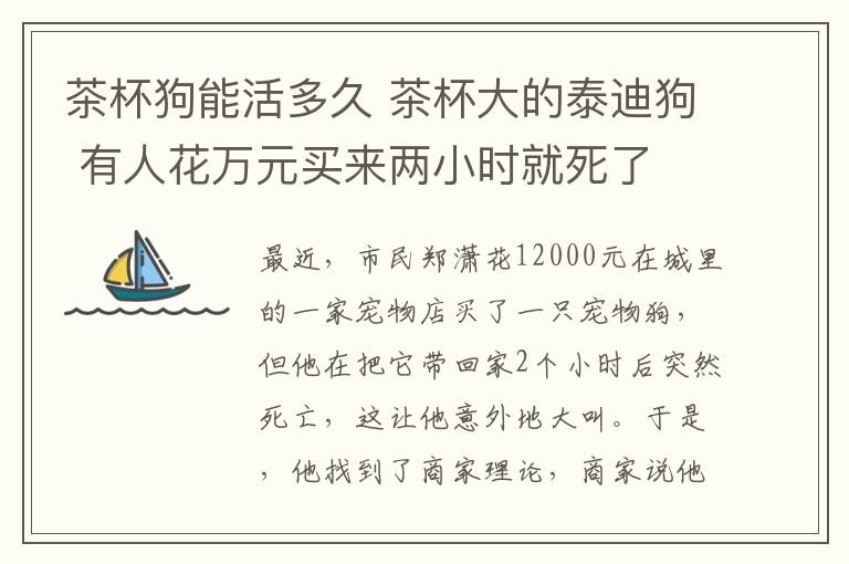 茶杯狗能活多久 茶杯大的泰迪狗 有人花万元买来两小时就死了