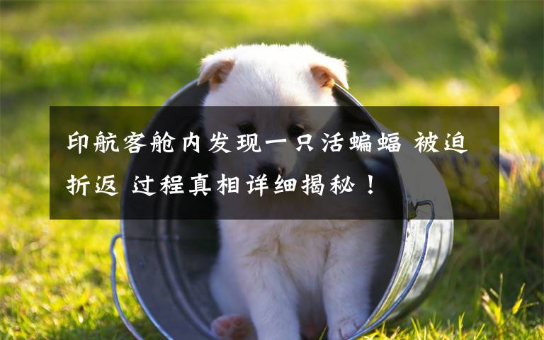 印航客舱内发现一只活蝙蝠 被迫折返 过程真相详细揭秘！