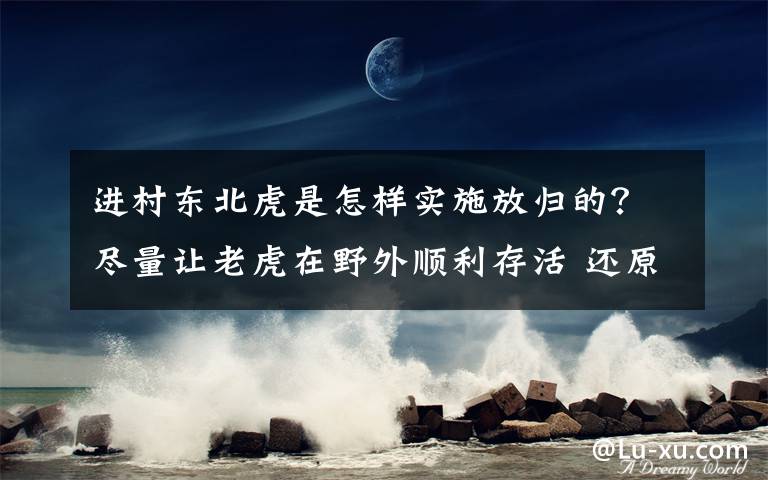 进村东北虎是怎样实施放归的？尽量让老虎在野外顺利存活 还原事发经过及背后真相！